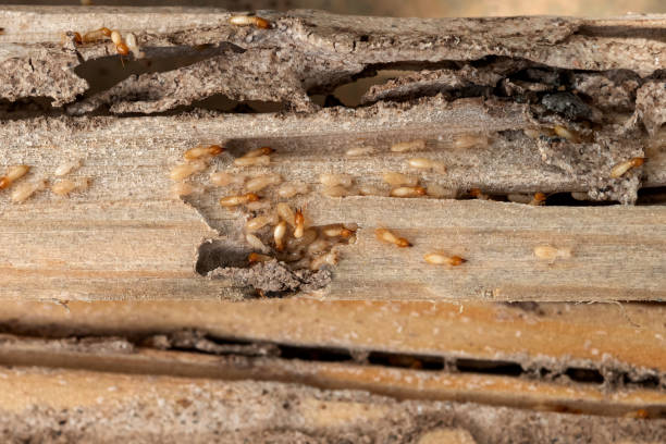 Best Emergency Pest Control  in Fruitland, IA
